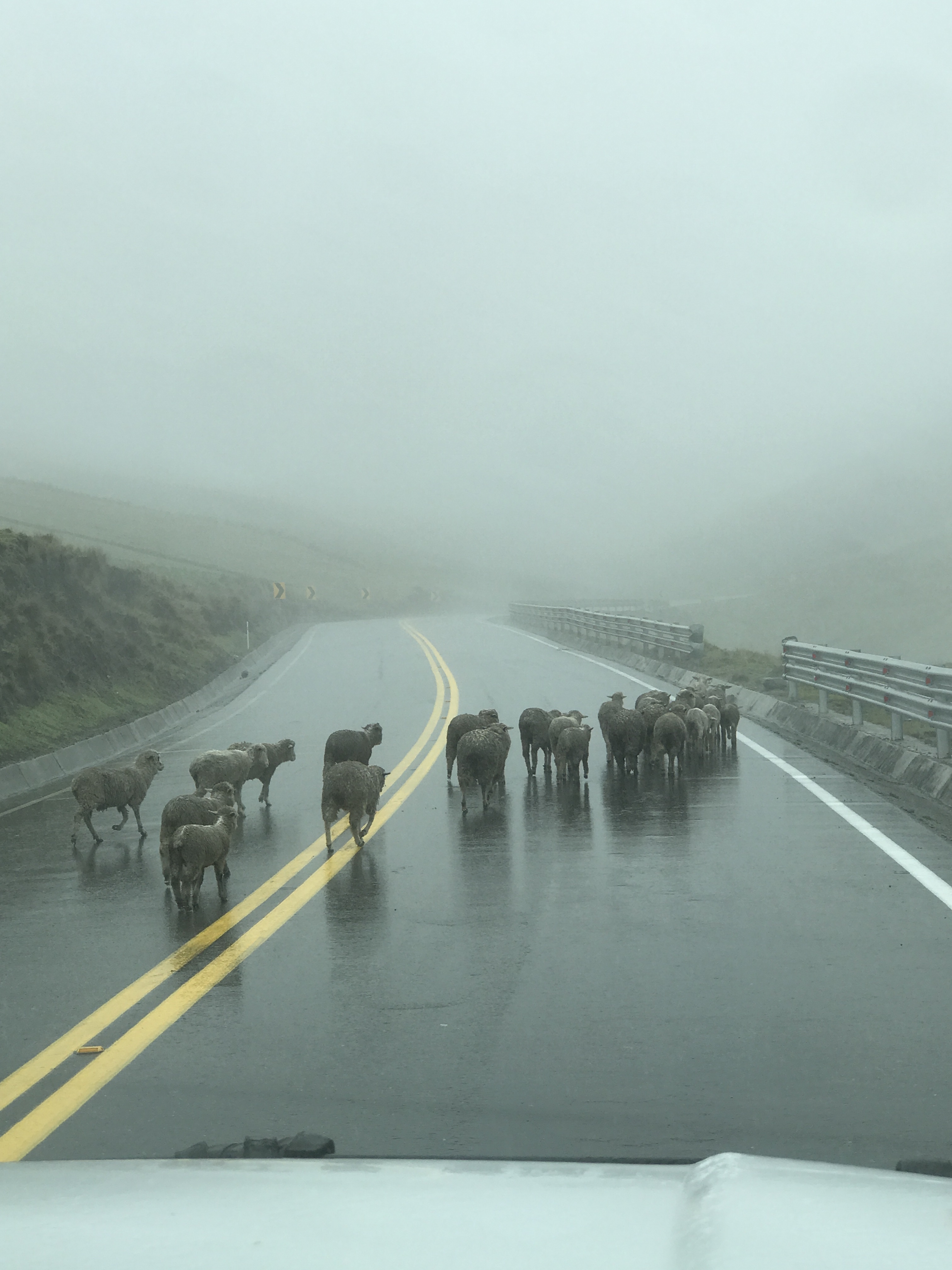 village sheep crossing..jpg