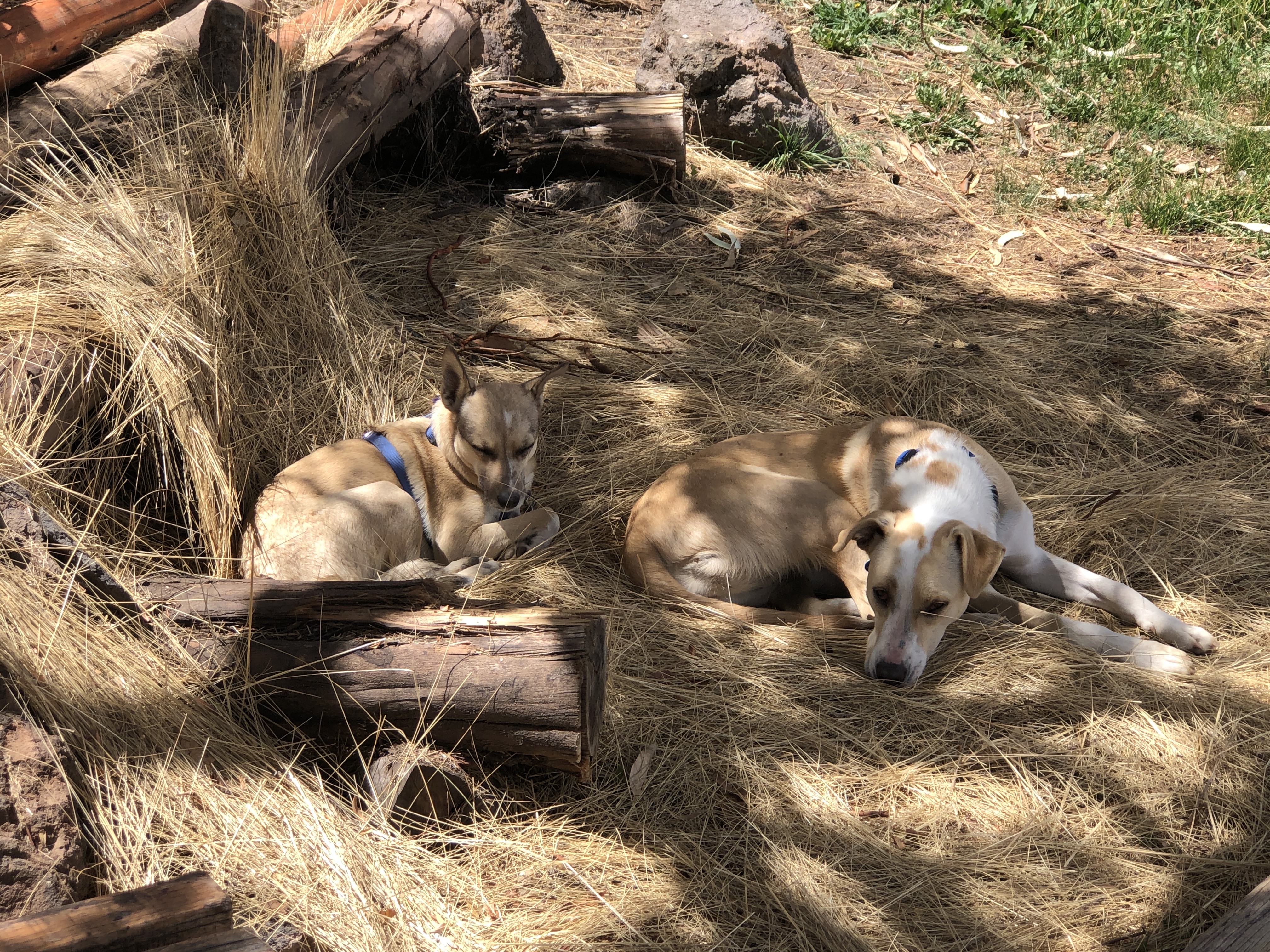 dogs resting in the shade