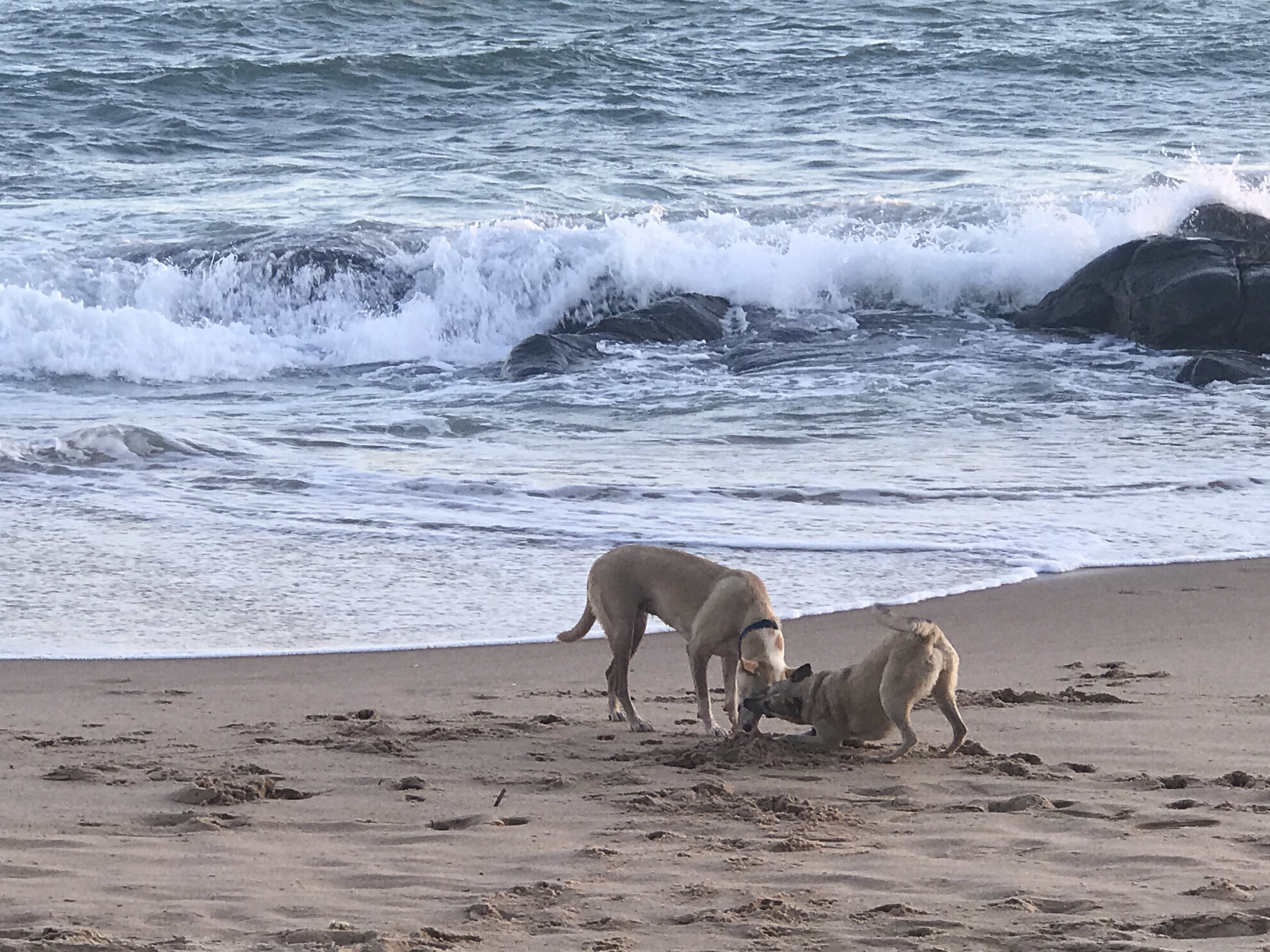 beach dog play.jpeg
